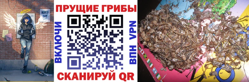 Галлюциногенные грибы GOLDEN TEACHER  Магнитогорск 